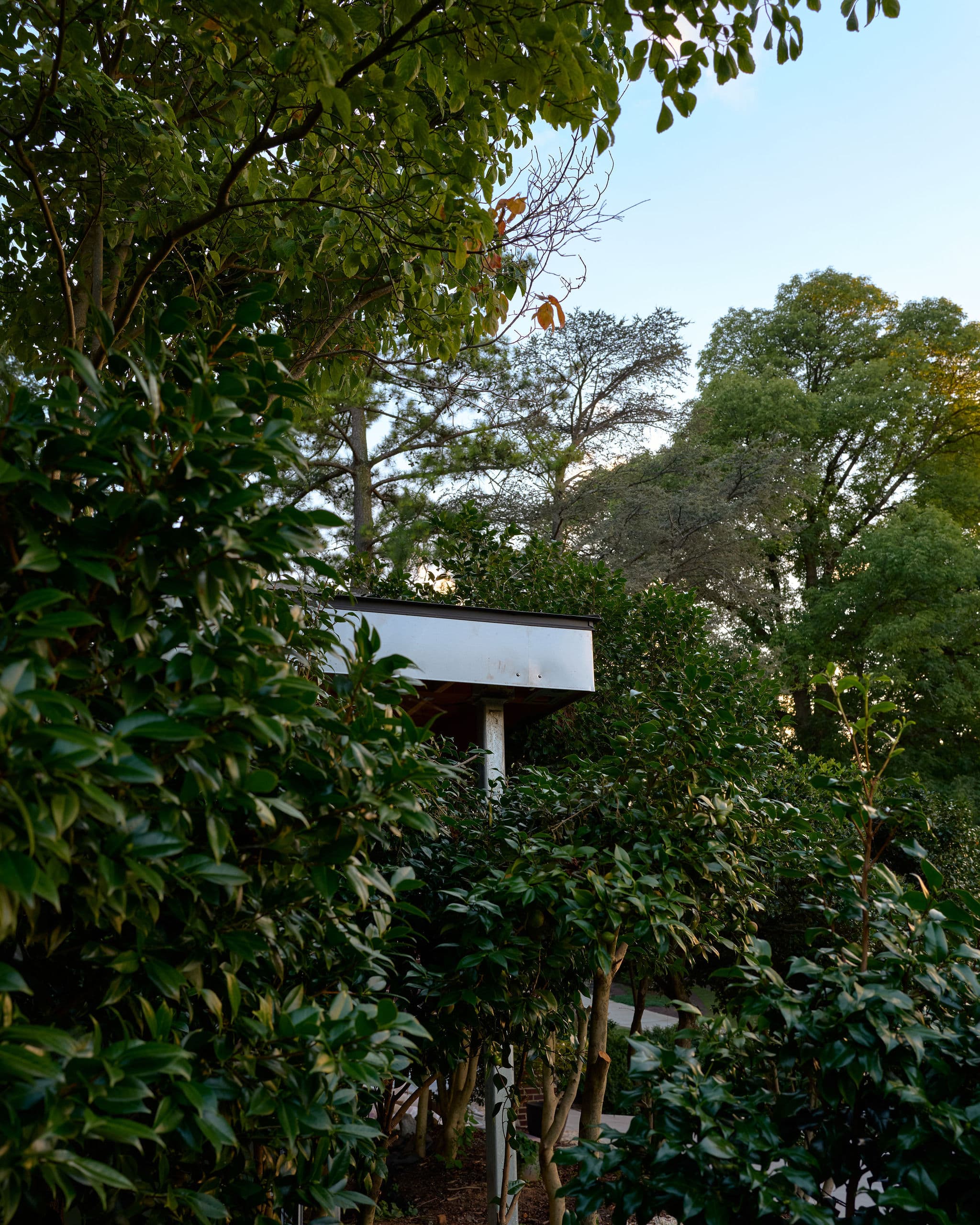 The studio's roof edge seen through dense canopy at dusk.
